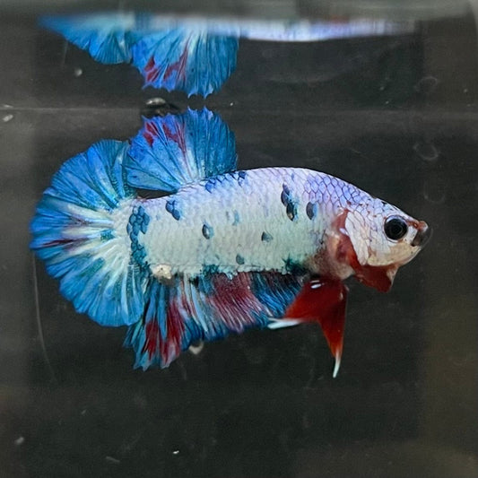 the-fish-farm Premium Male Betta Nemo White Fancy Plakat Betta Male - One Only - 5 Buy this Nemo White Plakat Male Betta - One Only in Australia