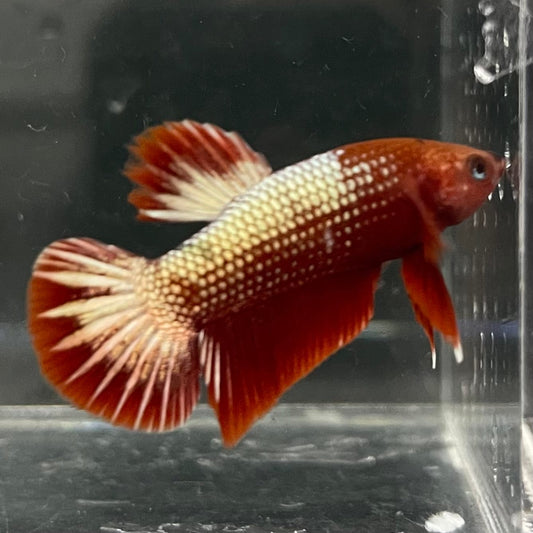 the-fish-farm Premium Male Betta Red Cooper Hellboy Fancy Plakat Betta Male - One Only - 1 Buy this Red Cooper Hellboy Plakat Male Betta - One Only in Australia