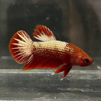 the-fish-farm Premium Male Betta Red Cooper Hellboy Fancy Plakat Betta Male - One Only - 1 Buy this Red Cooper Hellboy Plakat Male Betta - One Only in Australia