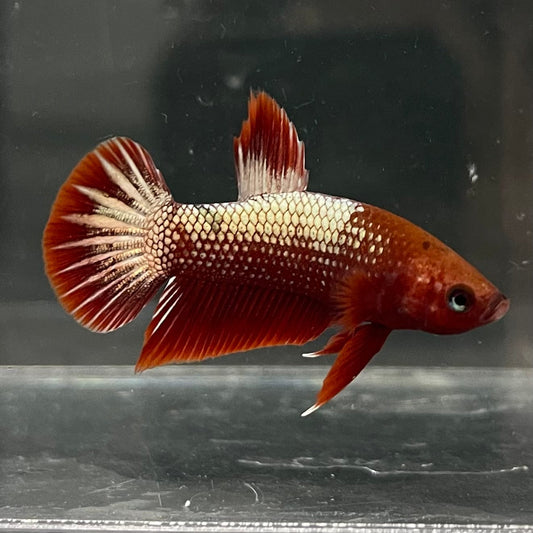 the-fish-farm Premium Male Betta Red Cooper Hellboy Fancy Plakat Betta Male - One Only - 1 Buy this Red Cooper Hellboy Plakat Male Betta - One Only in Australia