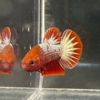 the-fish-farm Premium Male Betta Red Cooper Hellboy Fancy Plakat Betta Male - One Only - 1 Buy this Red Cooper Hellboy Plakat Male Betta - One Only in Australia