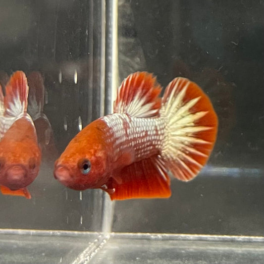the-fish-farm Premium Male Betta Red Cooper Hellboy Fancy Plakat Betta Male - One Only - 1 Buy this Red Cooper Hellboy Plakat Male Betta - One Only in Australia