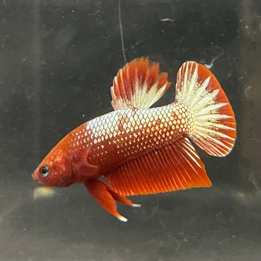 the-fish-farm Premium Male Betta Red Cooper Hellboy Fancy Plakat Betta Male - One Only - 1 Buy this Red Cooper Hellboy Plakat Male Betta - One Only in Australia