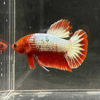 the-fish-farm Premium Male Betta Red Cooper Hellboy Fancy Plakat Betta Male - One Only - 2 Buy this Red Cooper Hellboy Plakat Male Betta - One Only in Australia