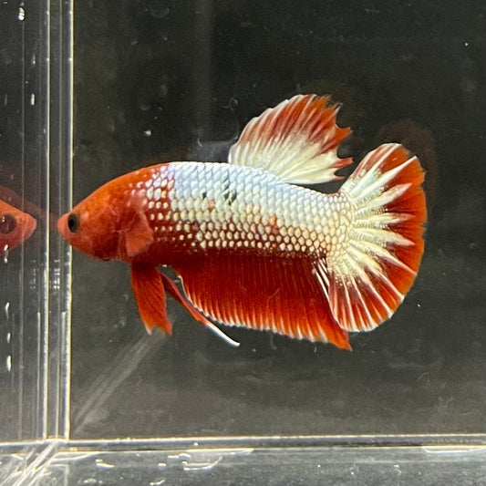 the-fish-farm Premium Male Betta Red Cooper Hellboy Fancy Plakat Betta Male - One Only - 2 Buy this Red Cooper Hellboy Plakat Male Betta - One Only in Australia