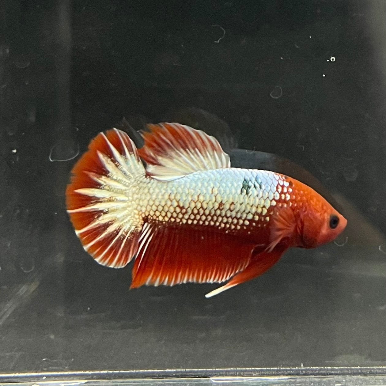 the-fish-farm Premium Male Betta Red Cooper Hellboy Fancy Plakat Betta Male - One Only - 2 Buy this Red Cooper Hellboy Plakat Male Betta - One Only in Australia