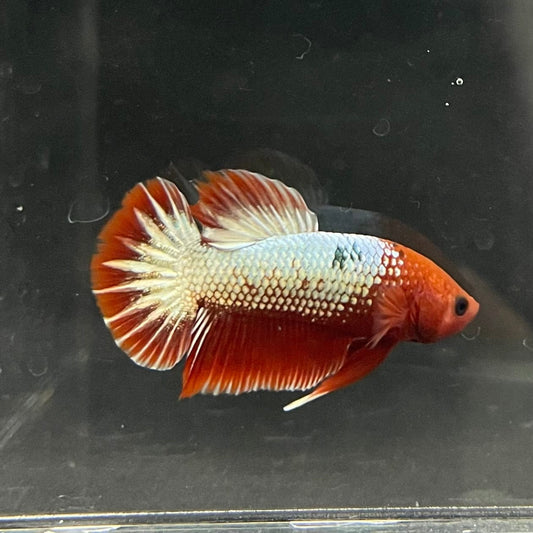 the-fish-farm Premium Male Betta Red Cooper Hellboy Fancy Plakat Betta Male - One Only - 2 Buy this Red Cooper Hellboy Plakat Male Betta - One Only in Australia