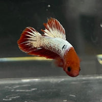 the-fish-farm Premium Male Betta Red Cooper Hellboy Fancy Plakat Betta Male - One Only - 2 Buy this Red Cooper Hellboy Plakat Male Betta - One Only in Australia