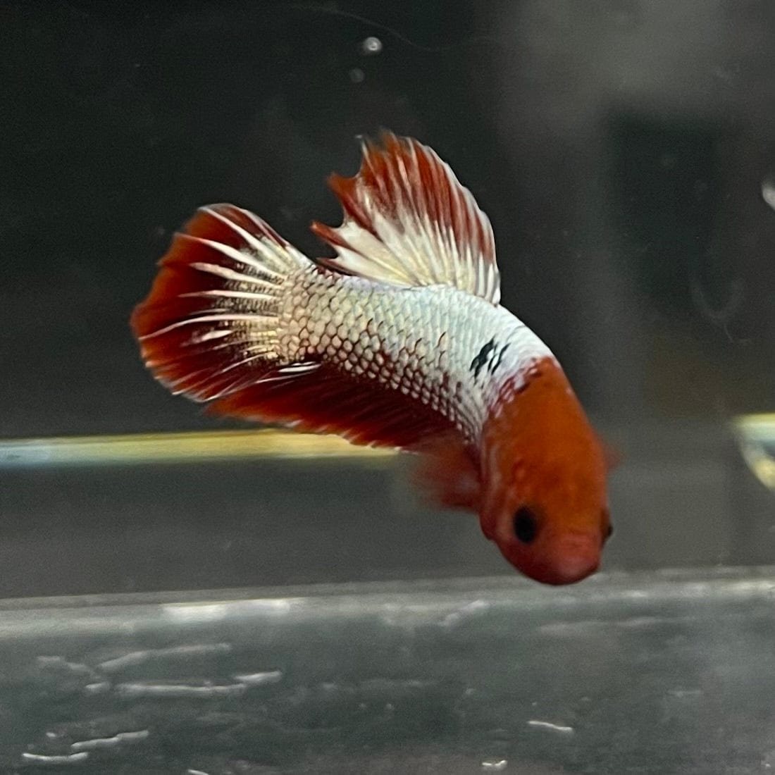the-fish-farm Premium Male Betta Red Cooper Hellboy Fancy Plakat Betta Male - One Only - 2 Buy this Red Cooper Hellboy Plakat Male Betta - One Only in Australia