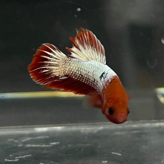 the-fish-farm Premium Male Betta Red Cooper Hellboy Fancy Plakat Betta Male - One Only - 2 Buy this Red Cooper Hellboy Plakat Male Betta - One Only in Australia