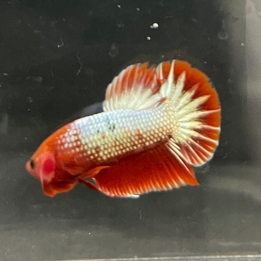 the-fish-farm Premium Male Betta Red Cooper Hellboy Fancy Plakat Betta Male - One Only - 2 Buy this Red Cooper Hellboy Plakat Male Betta - One Only in Australia