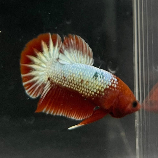 the-fish-farm Premium Male Betta Red Cooper Hellboy Fancy Plakat Betta Male - One Only - 2 Buy this Red Cooper Hellboy Plakat Male Betta - One Only in Australia