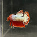 the-fish-farm Premium Male Betta Red Cooper Hellboy Fancy Plakat Betta Male - One Only - 2 Buy this Red Cooper Hellboy Plakat Male Betta - One Only in Australia