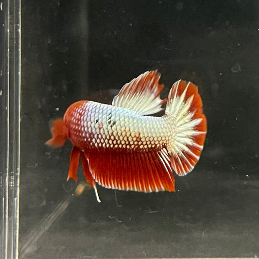 the-fish-farm Premium Male Betta Red Cooper Hellboy Fancy Plakat Betta Male - One Only - 2 Buy this Red Cooper Hellboy Plakat Male Betta - One Only in Australia