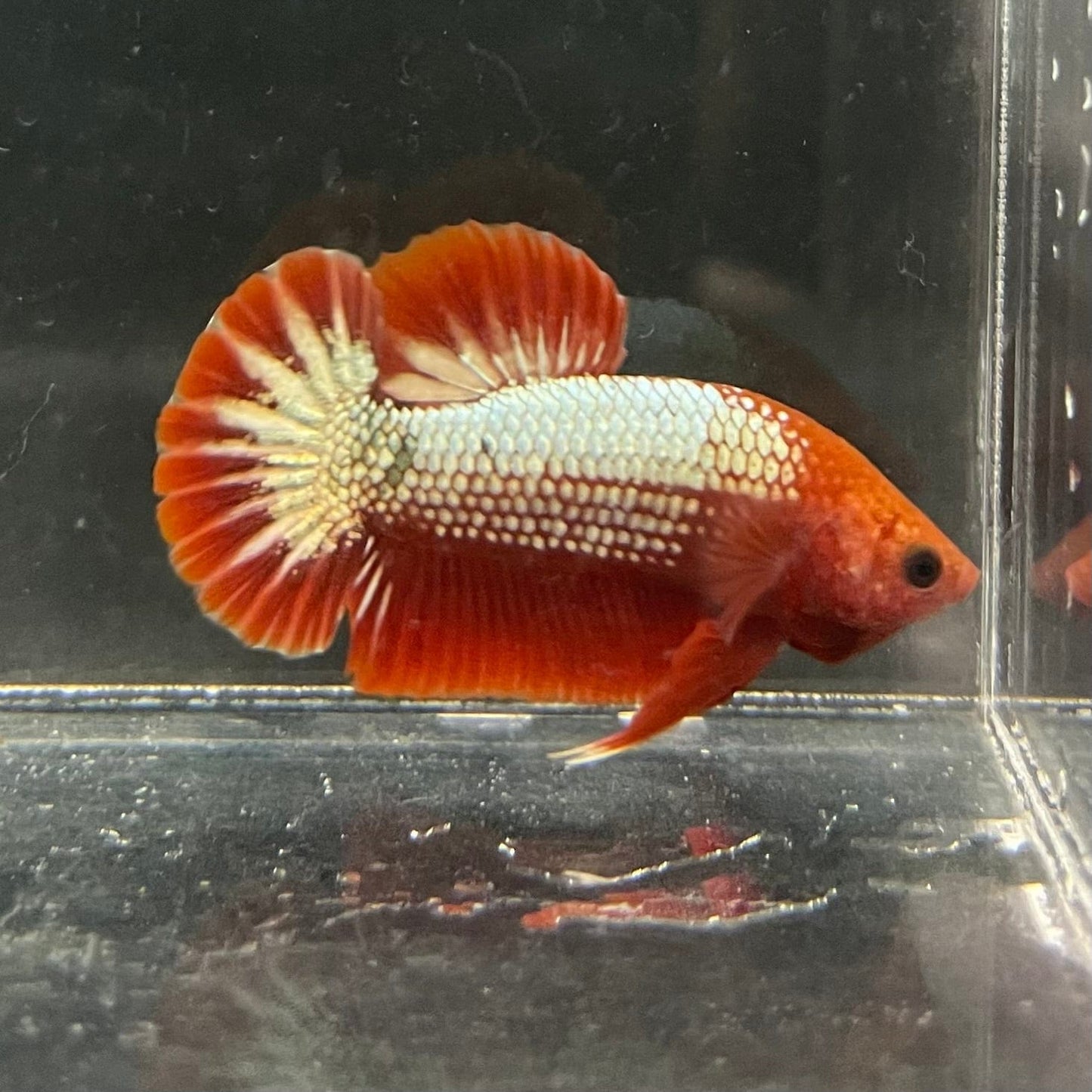the-fish-farm Premium Male Betta Red Cooper Hellboy Fancy Plakat Betta Male - One Only - 3 Buy this Red Cooper Hellboy Plakat Male Betta - One Only in Australia