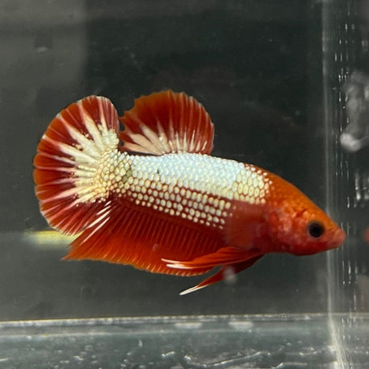 the-fish-farm Premium Male Betta Red Cooper Hellboy Fancy Plakat Betta Male - One Only - 3 Buy this Red Cooper Hellboy Plakat Male Betta - One Only in Australia