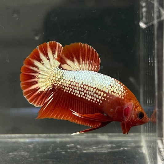 the-fish-farm Premium Male Betta Red Cooper Hellboy Fancy Plakat Betta Male - One Only - 3 Buy this Red Cooper Hellboy Plakat Male Betta - One Only in Australia