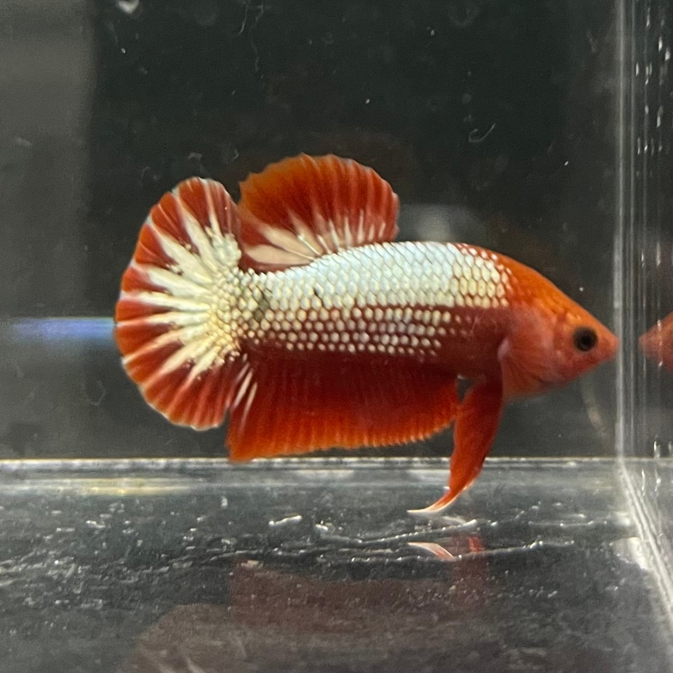 the-fish-farm Premium Male Betta Red Cooper Hellboy Fancy Plakat Betta Male - One Only - 3 Buy this Red Cooper Hellboy Plakat Male Betta - One Only in Australia