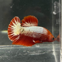 the-fish-farm Premium Male Betta Red Cooper Hellboy Fancy Plakat Betta Male - One Only - 3 Buy this Red Cooper Hellboy Plakat Male Betta - One Only in Australia