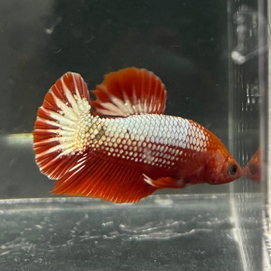 the-fish-farm Premium Male Betta Red Cooper Hellboy Fancy Plakat Betta Male - One Only - 3 Buy this Red Cooper Hellboy Plakat Male Betta - One Only in Australia