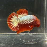 the-fish-farm Premium Male Betta Red Cooper Hellboy Fancy Plakat Betta Male - One Only - 3 Buy this Red Cooper Hellboy Plakat Male Betta - One Only in Australia