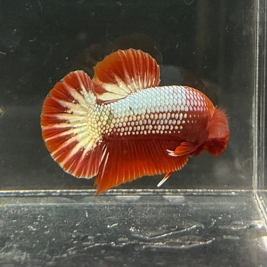 the-fish-farm Premium Male Betta Red Cooper Hellboy Fancy Plakat Betta Male - One Only - 3 Buy this Red Cooper Hellboy Plakat Male Betta - One Only in Australia