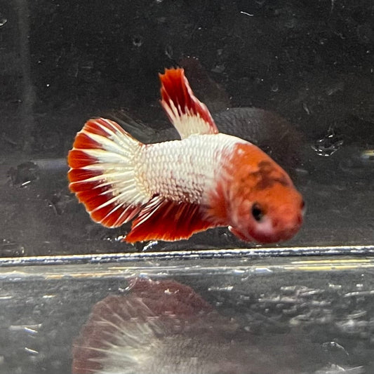 the-fish-farm Premium Male Betta Red Cooper Hellboy Fancy Plakat Betta Male - One Only - 4 Buy this Red Cooper Hellboy Plakat Male Betta - One Only in Australia