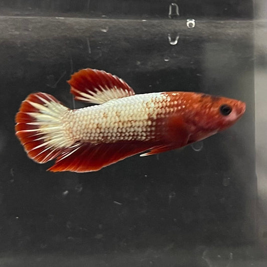 the-fish-farm Premium Male Betta Red Cooper Hellboy Fancy Plakat Betta Male - One Only - 4 Buy this Red Cooper Hellboy Plakat Male Betta - One Only in Australia