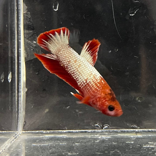 the-fish-farm Premium Male Betta Red Cooper Hellboy Fancy Plakat Betta Male - One Only - 4 Buy this Red Cooper Hellboy Plakat Male Betta - One Only in Australia