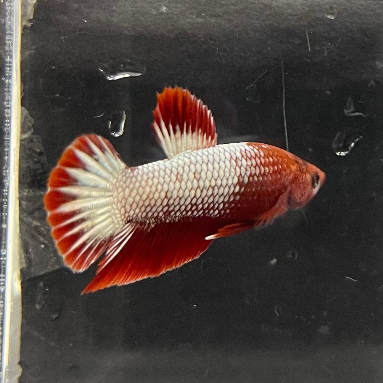 the-fish-farm Premium Male Betta Red Cooper Hellboy Fancy Plakat Betta Male - One Only - 4 Buy this Red Cooper Hellboy Plakat Male Betta - One Only in Australia