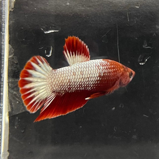 the-fish-farm Premium Male Betta Red Cooper Hellboy Fancy Plakat Betta Male - One Only - 4 Buy this Red Cooper Hellboy Plakat Male Betta - One Only in Australia