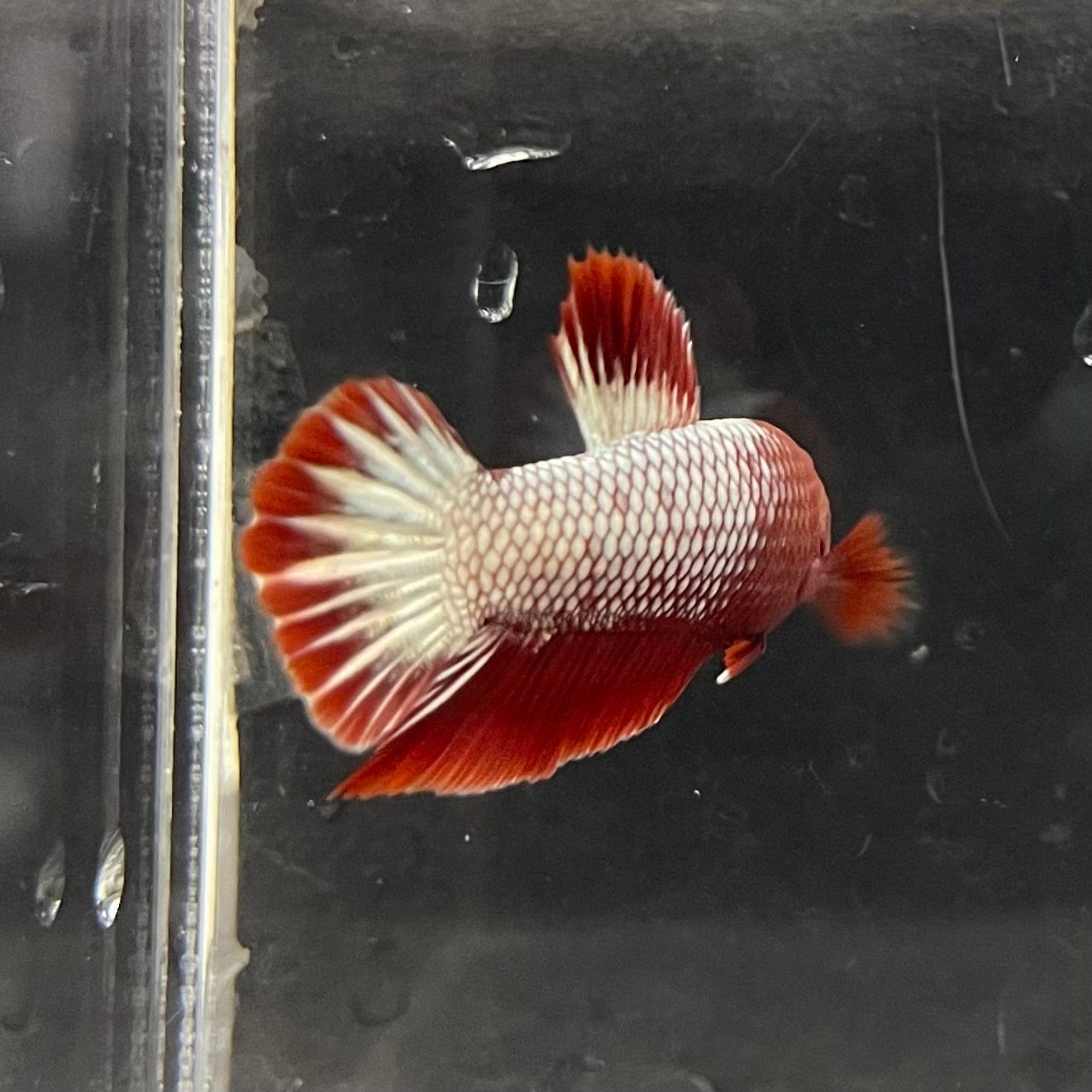the-fish-farm Premium Male Betta Red Cooper Hellboy Fancy Plakat Betta Male - One Only - 4 Buy this Red Cooper Hellboy Plakat Male Betta - One Only in Australia