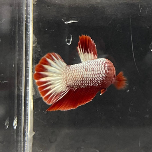 the-fish-farm Premium Male Betta Red Cooper Hellboy Fancy Plakat Betta Male - One Only - 4 Buy this Red Cooper Hellboy Plakat Male Betta - One Only in Australia