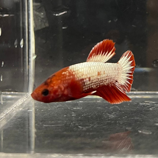 the-fish-farm Premium Male Betta Red Cooper Hellboy Fancy Plakat Betta Male - One Only - 4 Buy this Red Cooper Hellboy Plakat Male Betta - One Only in Australia