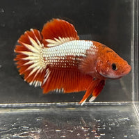 the-fish-farm Premium Male Betta Red Cooper Hellboy Fancy Plakat Betta Male - One Only - 5 Buy this Red Cooper Hellboy Plakat Male Betta - One Only in Australia