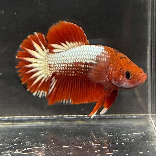 the-fish-farm Premium Male Betta Red Cooper Hellboy Fancy Plakat Betta Male - One Only - 5 Buy this Red Cooper Hellboy Plakat Male Betta - One Only in Australia