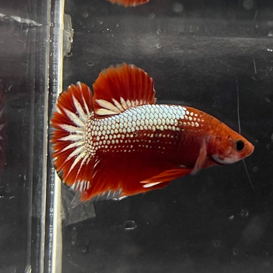 the-fish-farm Premium Male Betta Red Cooper Hellboy Fancy Plakat Betta Male - One Only - 5 Buy this Red Cooper Hellboy Plakat Male Betta - One Only in Australia