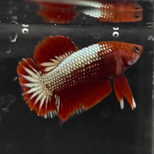 the-fish-farm Premium Male Betta Red Cooper Hellboy Fancy Plakat Betta Male - One Only - 5 Buy this Red Cooper Hellboy Plakat Male Betta - One Only in Australia