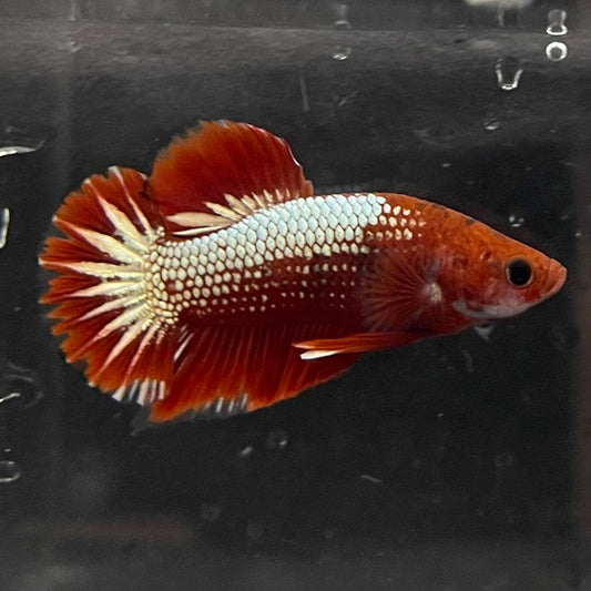 the-fish-farm Premium Male Betta Red Cooper Hellboy Fancy Plakat Betta Male - One Only - 5 Buy this Red Cooper Hellboy Plakat Male Betta - One Only in Australia