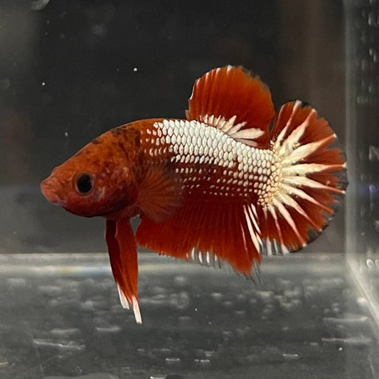 the-fish-farm Premium Male Betta Red Cooper Hellboy Fancy Plakat Betta Male - One Only - 5 Buy this Red Cooper Hellboy Plakat Male Betta - One Only in Australia