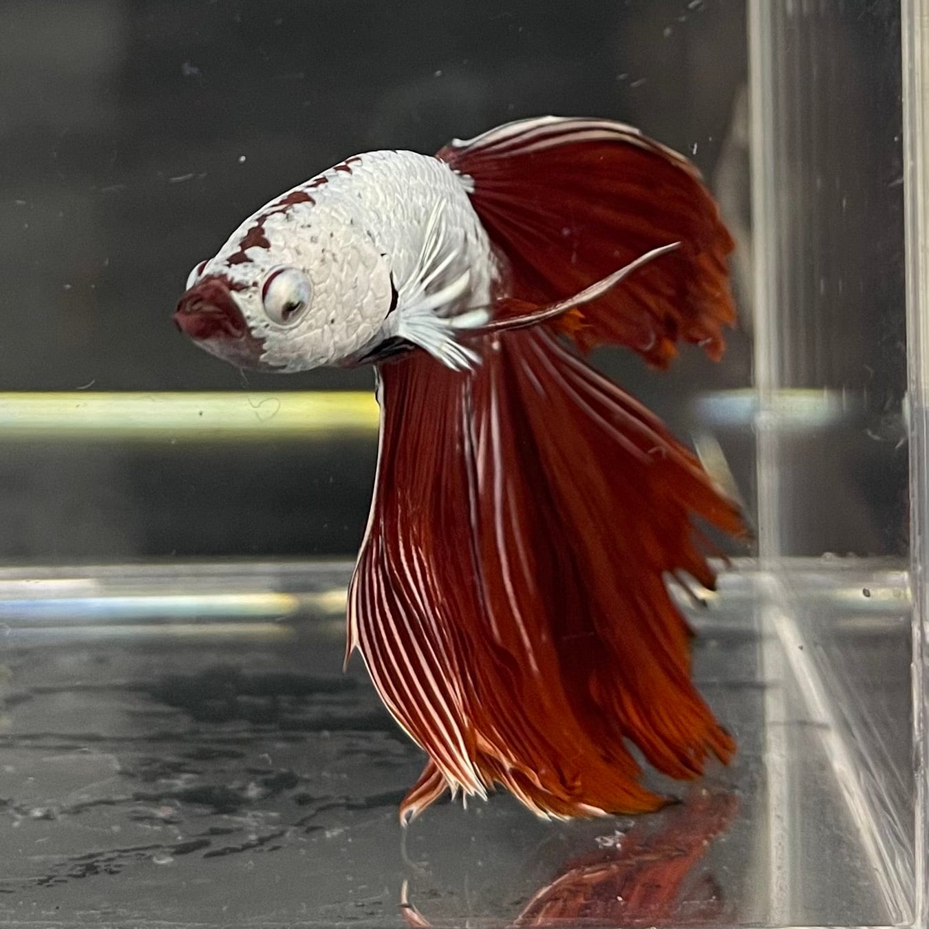 the-fish-farm Premium Male Betta Red Dragon Premium Male Betta - One Only - 2 Shop for Red Dragon Male Bettas at The Fish Farm Australia
