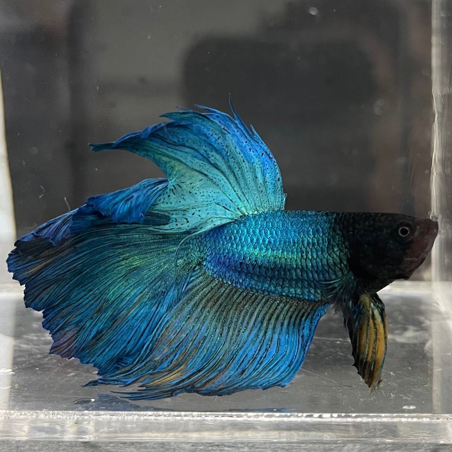 the-fish-farm Premium Male Betta Super Delta Tail Premium Betta Male - One Only - 2 Buy this Super Delta Tail Premium Male Betta - One Only in Australia