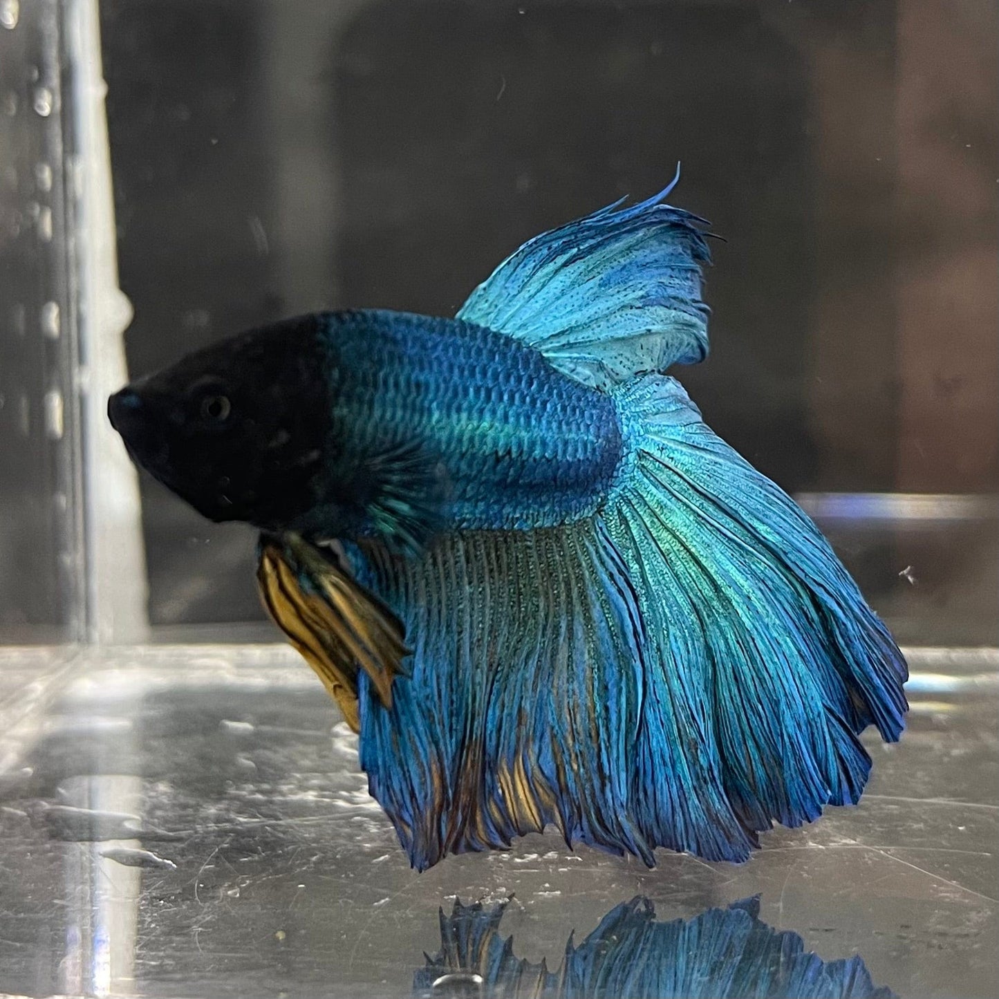 the-fish-farm Premium Male Betta Super Delta Tail Premium Betta Male - One Only - 2 Buy this Super Delta Tail Premium Male Betta - One Only in Australia