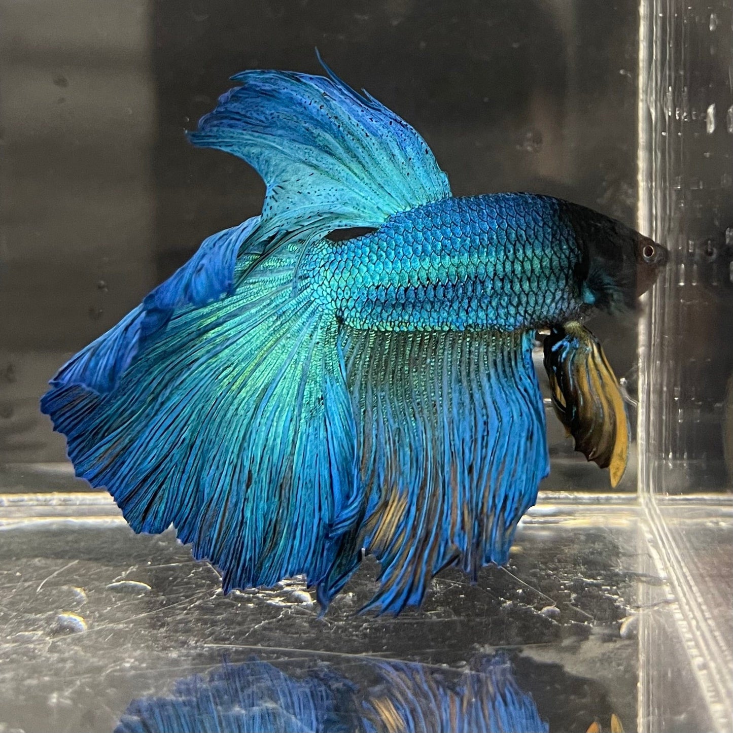 the-fish-farm Premium Male Betta Super Delta Tail Premium Betta Male - One Only - 2 Buy this Super Delta Tail Premium Male Betta - One Only in Australia