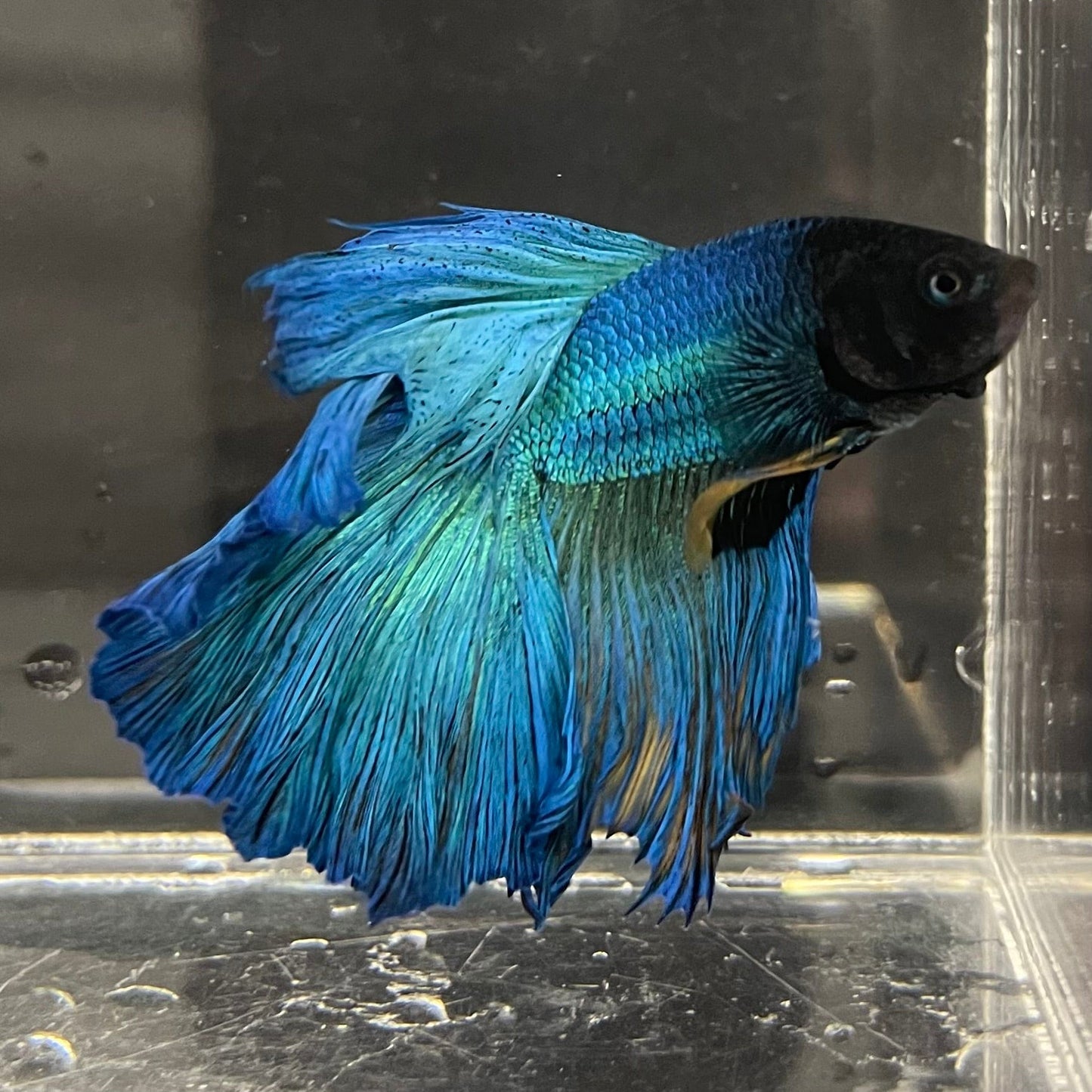 the-fish-farm Premium Male Betta Super Delta Tail Premium Betta Male - One Only - 2 Buy this Super Delta Tail Premium Male Betta - One Only in Australia