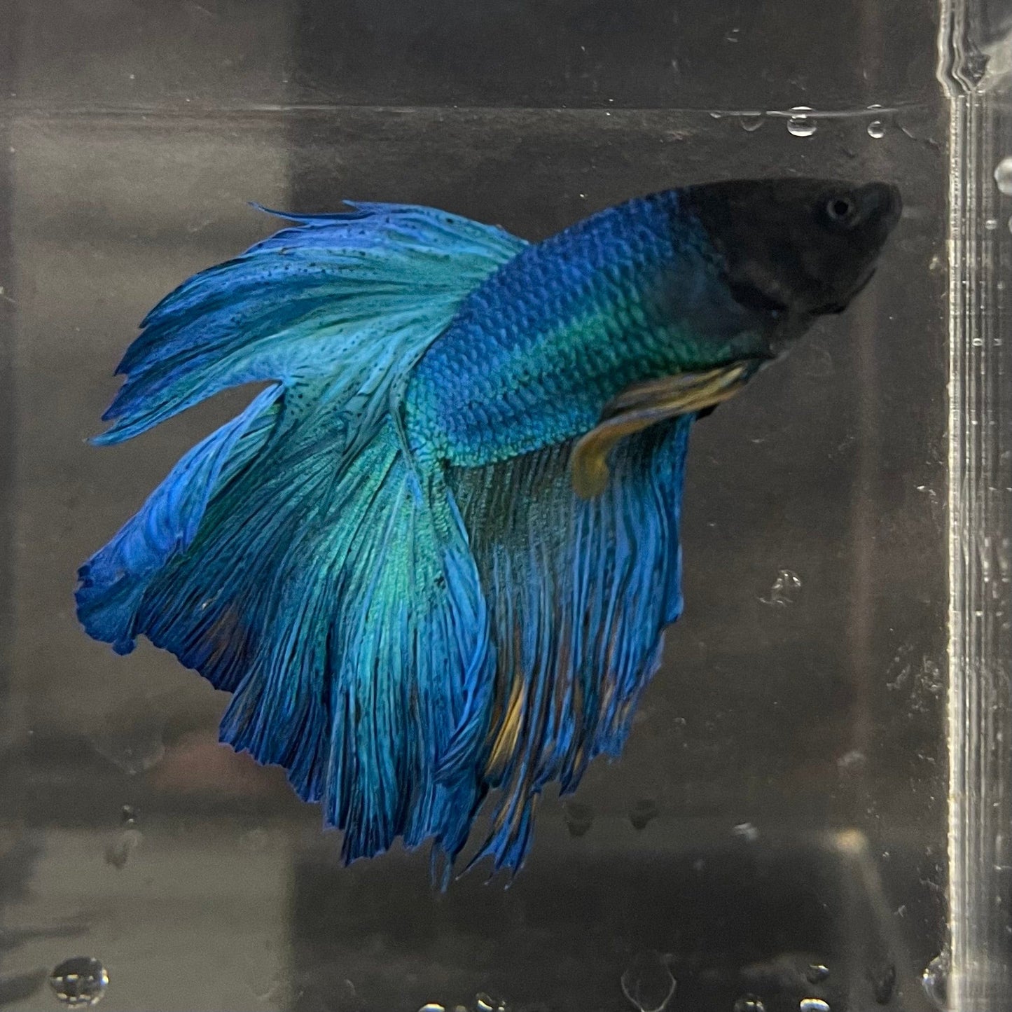 the-fish-farm Premium Male Betta Super Delta Tail Premium Betta Male - One Only - 2 Buy this Super Delta Tail Premium Male Betta - One Only in Australia
