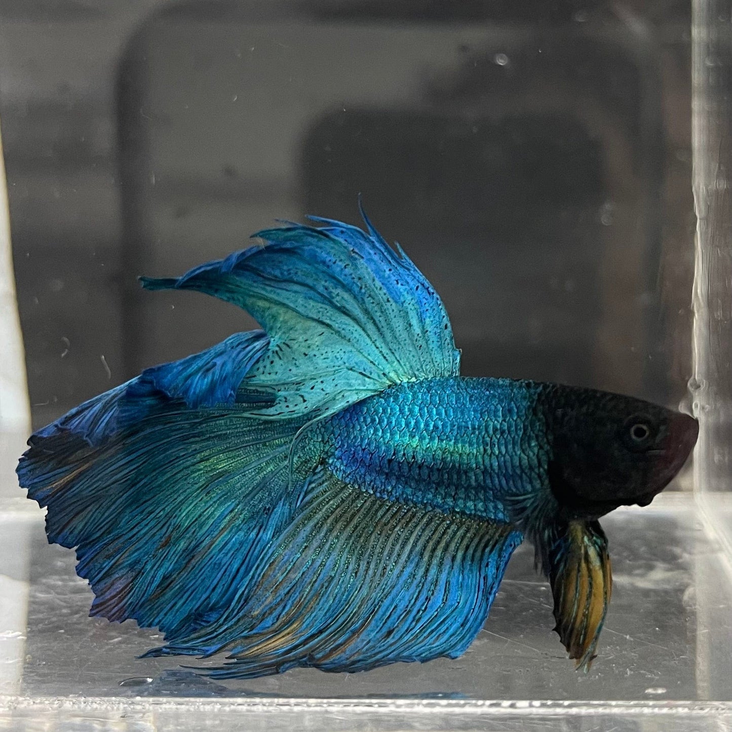 the-fish-farm Premium Male Betta Super Delta Tail Premium Betta Male - One Only - 2 Buy this Super Delta Tail Premium Male Betta - One Only in Australia
