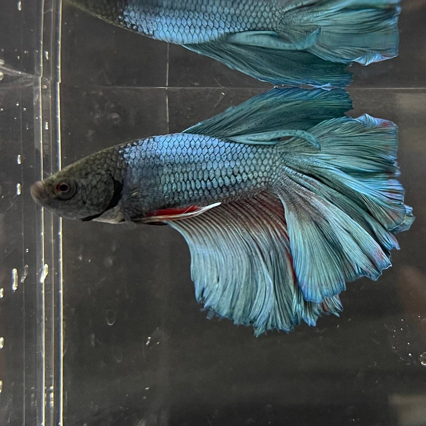 the-fish-farm Premium Male Betta Super Delta Tail Premium Betta Male - One Only - 5 Buy this Super Delta Tail Premium Male Betta - One Only in Australia
