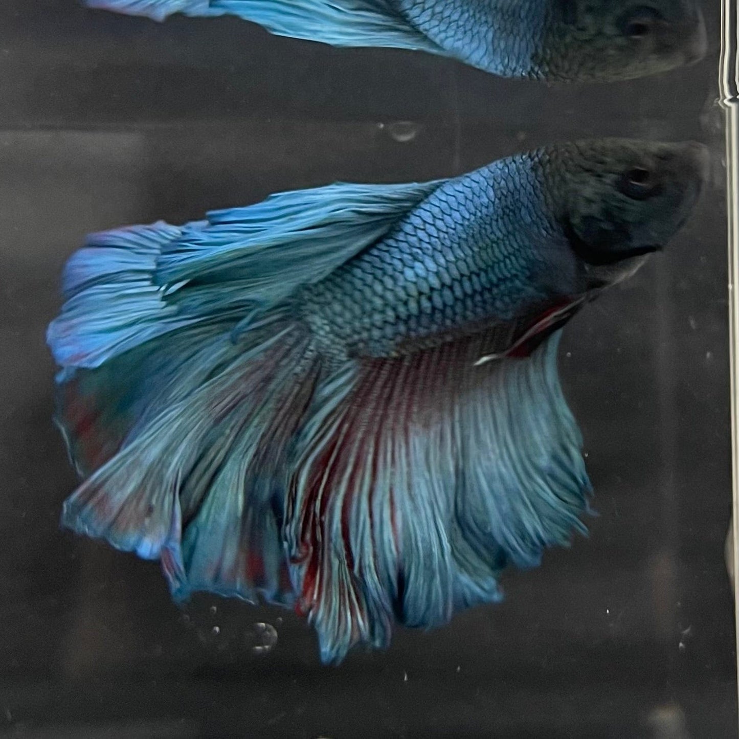 the-fish-farm Premium Male Betta Super Delta Tail Premium Betta Male - One Only - 5 Buy this Super Delta Tail Premium Male Betta - One Only in Australia