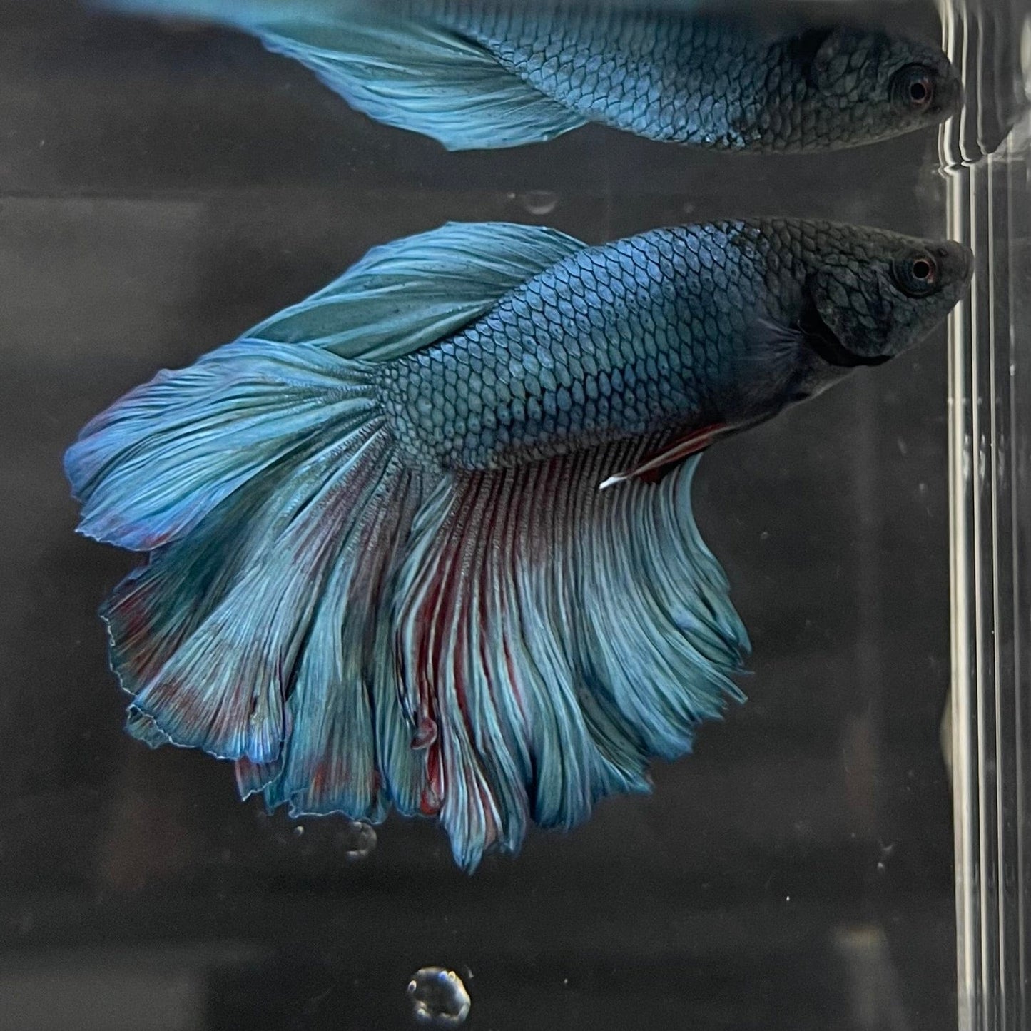 the-fish-farm Premium Male Betta Super Delta Tail Premium Betta Male - One Only - 5 Buy this Super Delta Tail Premium Male Betta - One Only in Australia